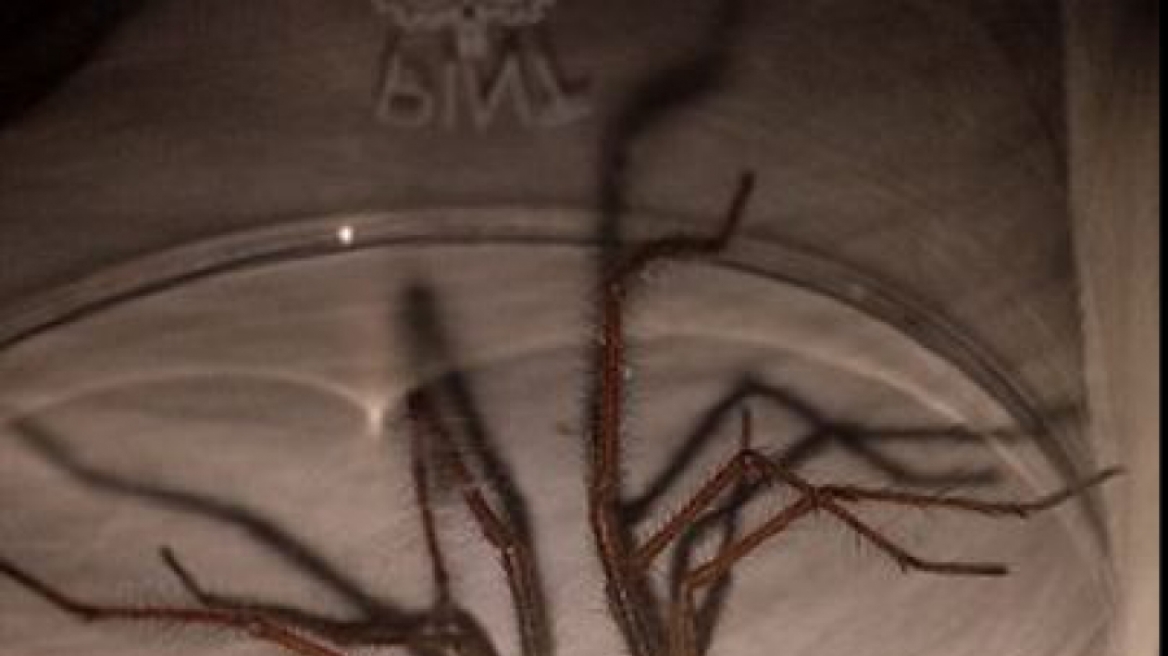 Τρόμος στην Βρετανία - Επιδρομή από αράχνες σε μέγεθος αρουραίου - Δείτε τις φωτογραφίες